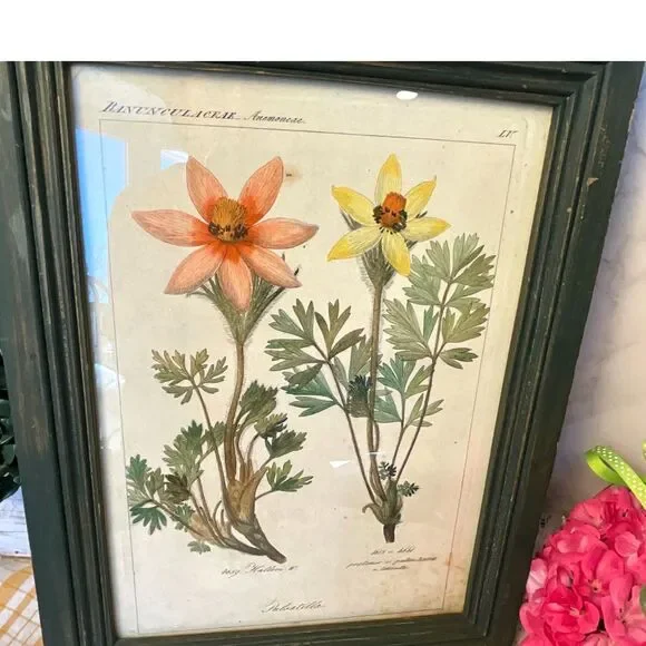 Antique botanical illustration Pulsatilla plant Pasque flower - Picture 3 of 7